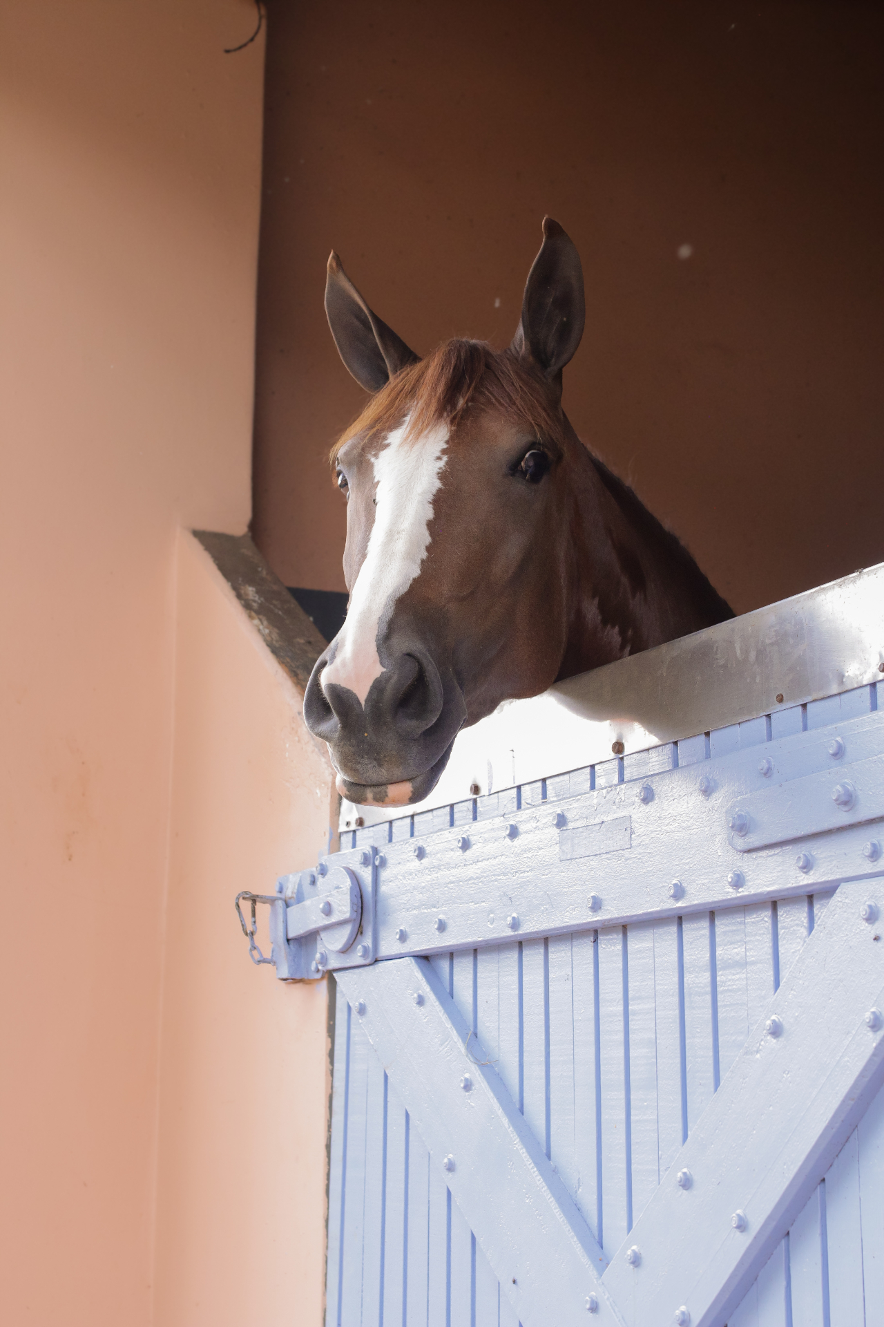 Cavalo alazão atrás da porta da baia