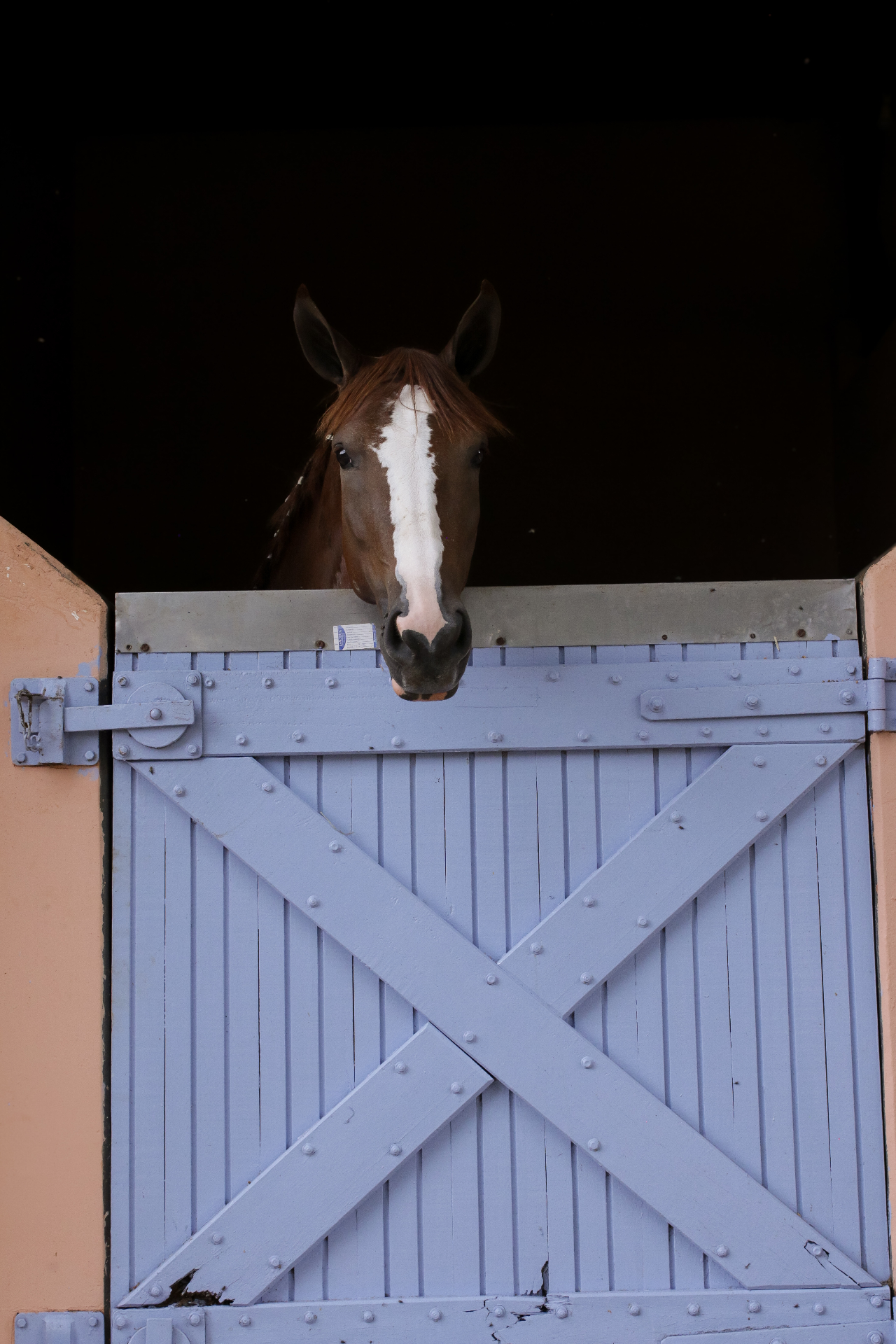 Cavalo enquadrado pela porta azul da cocheira