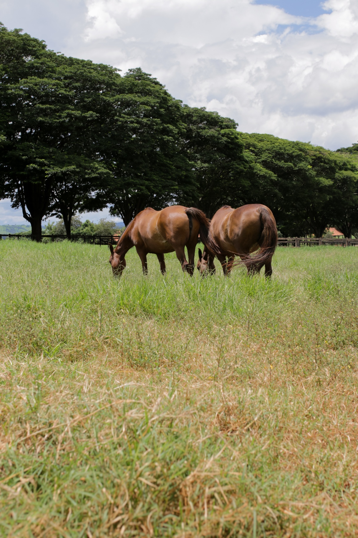 Cavalos pastando no campo aberto