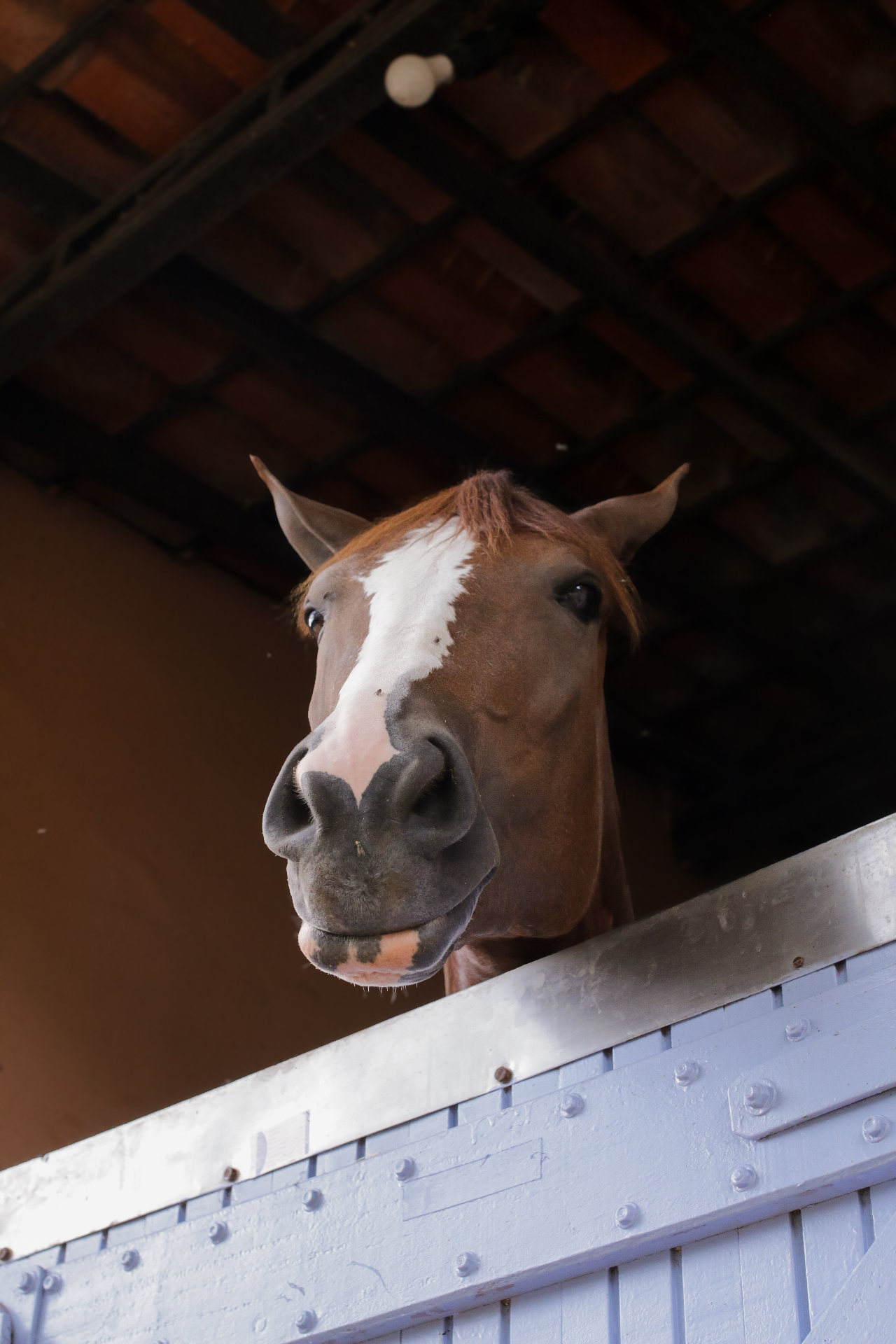 Cavalo na baia olhando para a câmera