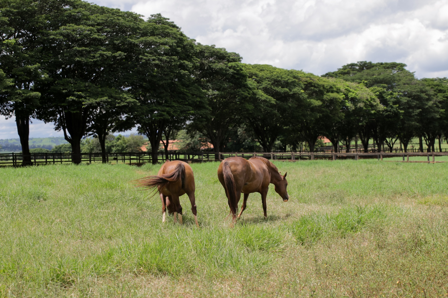 Cavalos pastando ao fundo da arvoredo